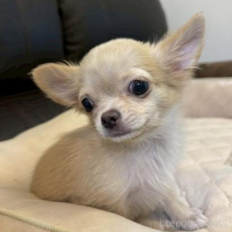 販売中の静岡県のチワワ(ロングコート)-424903の2枚目