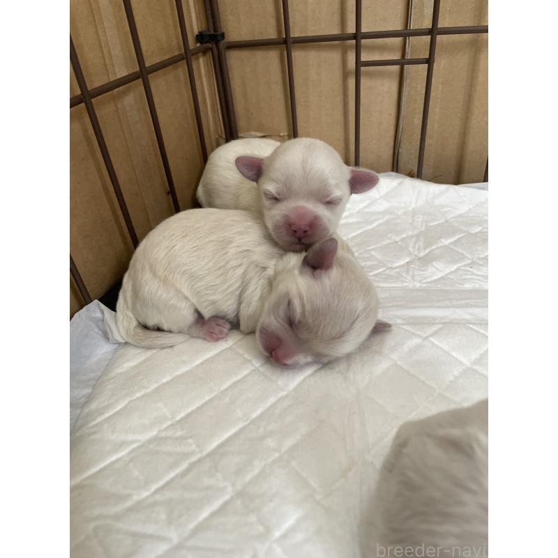 販売中の栃木県のミックス犬-424365の8枚目