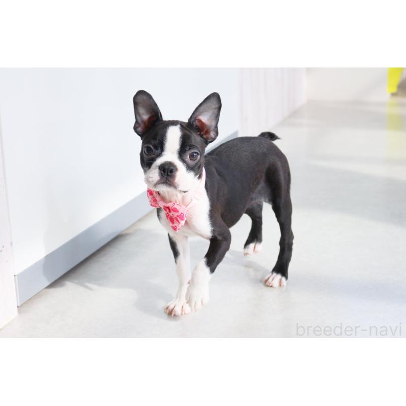 成約済の京都府のボストンテリア-411583の2枚目