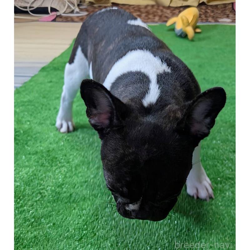 販売中の愛媛県のフレンチブルドッグ-407078の16枚目