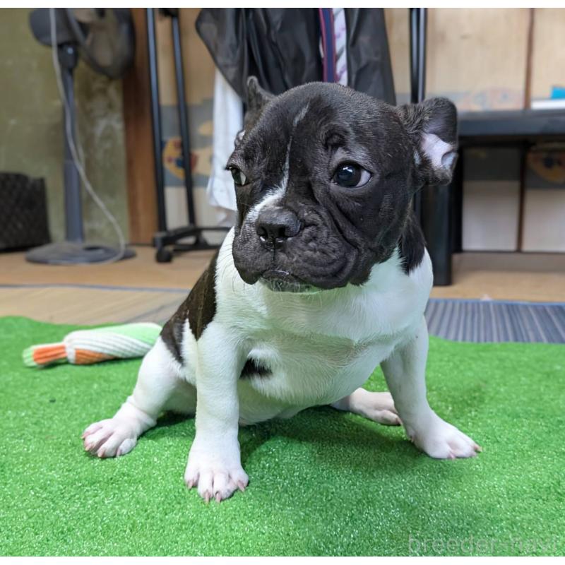 販売中の愛媛県のフレンチブルドッグ-407078の15枚目