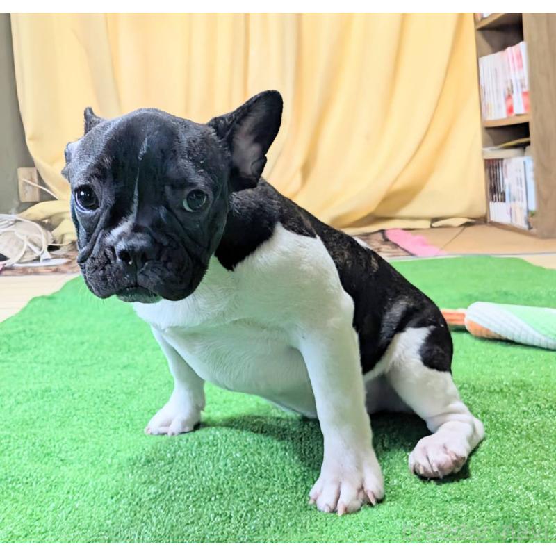販売中の愛媛県のフレンチブルドッグ-407078の14枚目