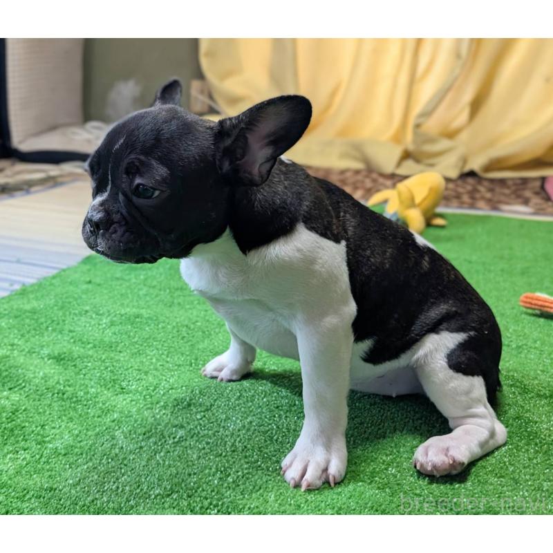 販売中の愛媛県のフレンチブルドッグ-407078の12枚目