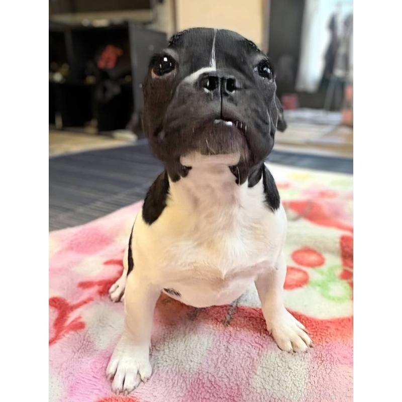販売中の愛媛県のフレンチブルドッグ-407078の11枚目