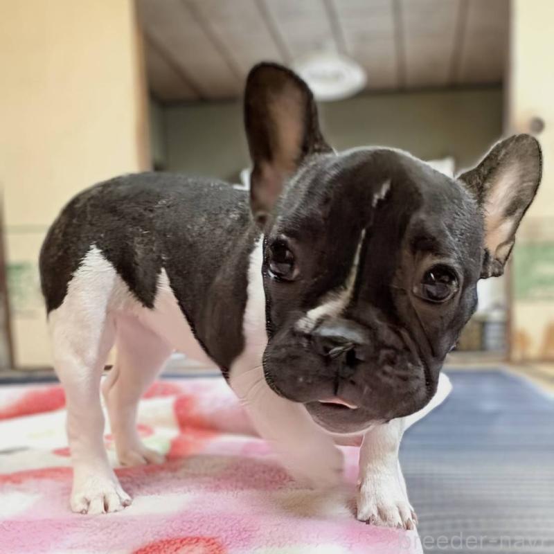 販売中の愛媛県のフレンチブルドッグ-407078の10枚目