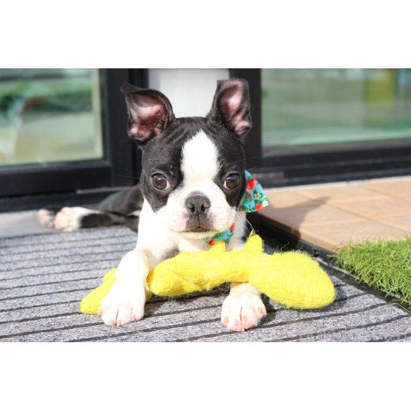 販売中の京都府のボストンテリア-416407