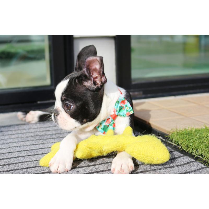 販売中の京都府のボストンテリア-416407の7枚目