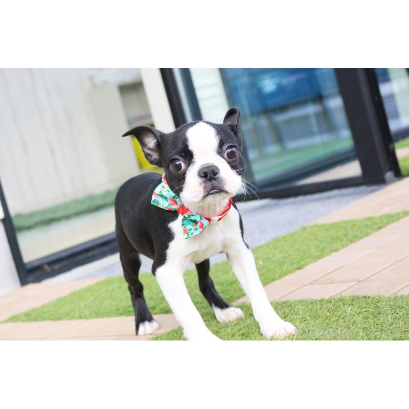 販売中の京都府のボストンテリア-416407の6枚目