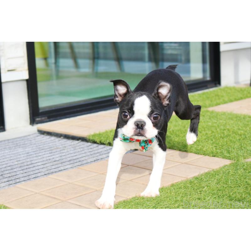 販売中の京都府のボストンテリア-416407の5枚目