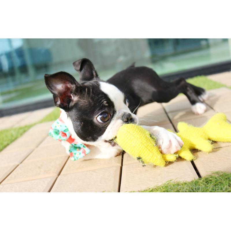 販売中の京都府のボストンテリア-416407の4枚目