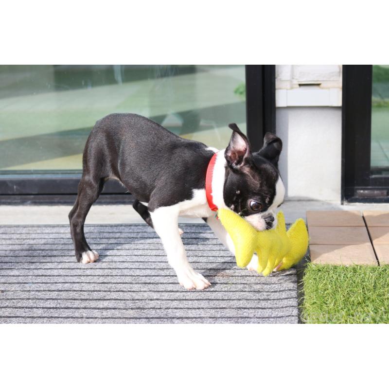 販売中の京都府のボストンテリア-416407の3枚目