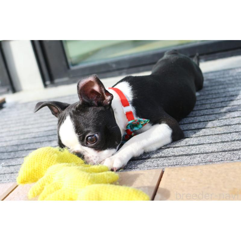 販売中の京都府のボストンテリア-416407の2枚目