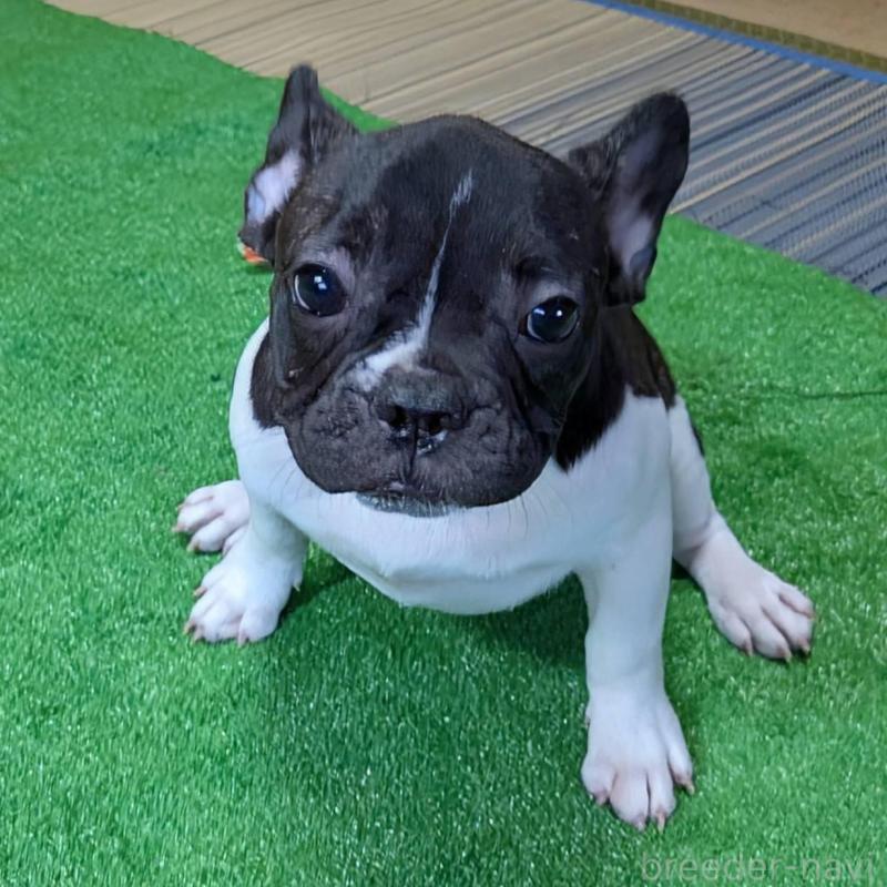 販売中の愛媛県のフレンチブルドッグ-407078