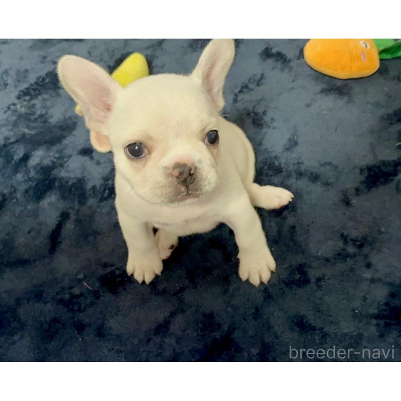 販売中の岩手県のフレンチブルドッグ-420843の4枚目