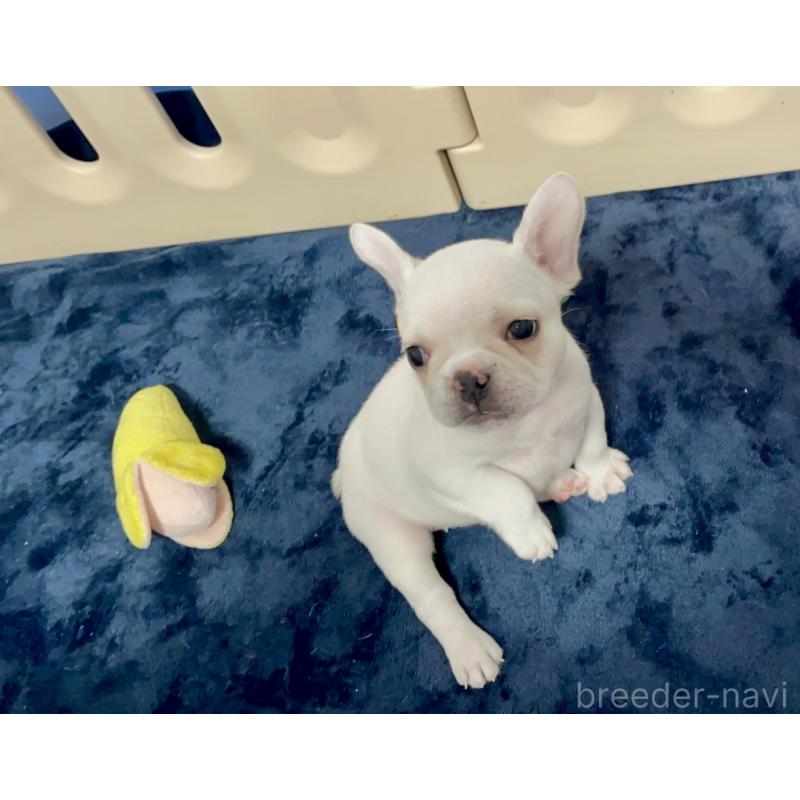 販売中の岩手県のフレンチブルドッグ-420843の3枚目