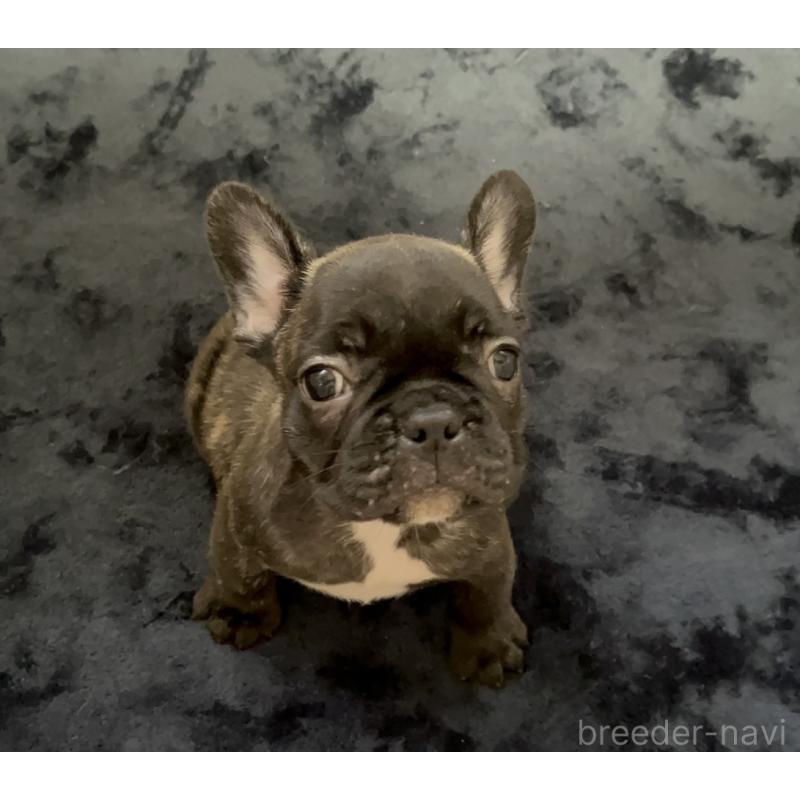 販売中の岩手県のフレンチブルドッグ-416011の4枚目