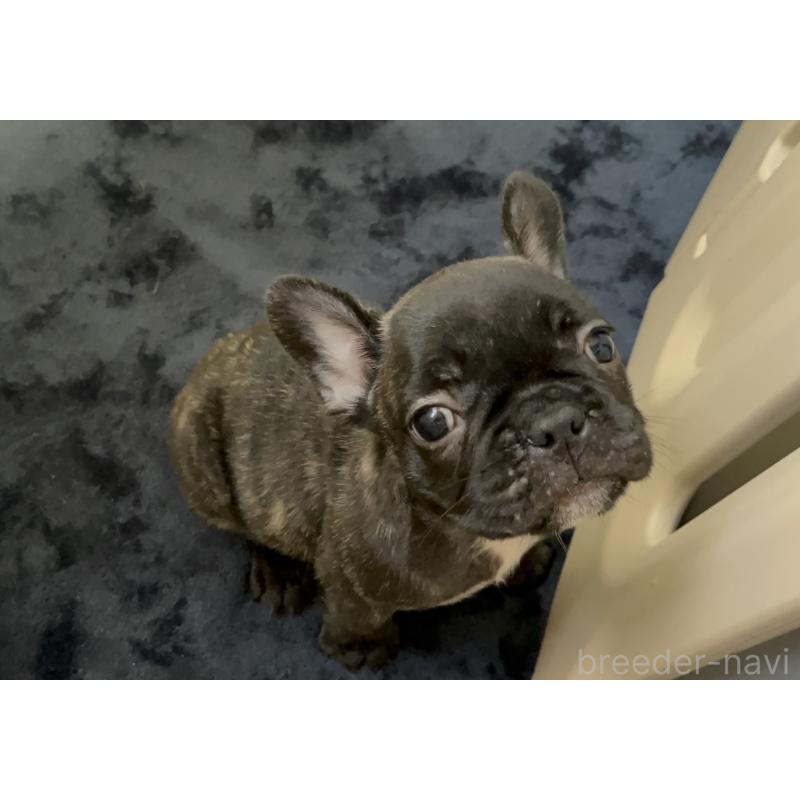 販売中の岩手県のフレンチブルドッグ-416011の3枚目