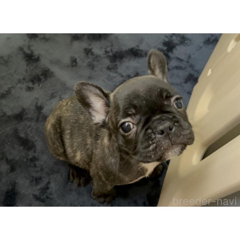 販売中の岩手県のフレンチブルドッグ-416011の2枚目