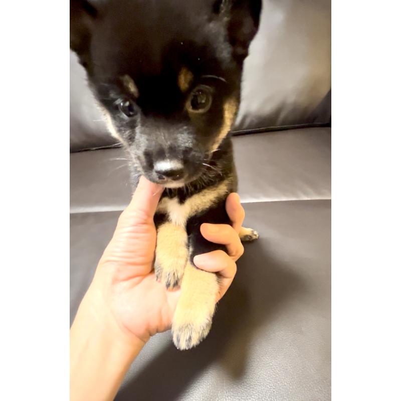 販売中の奈良県の豆柴-424906の12枚目