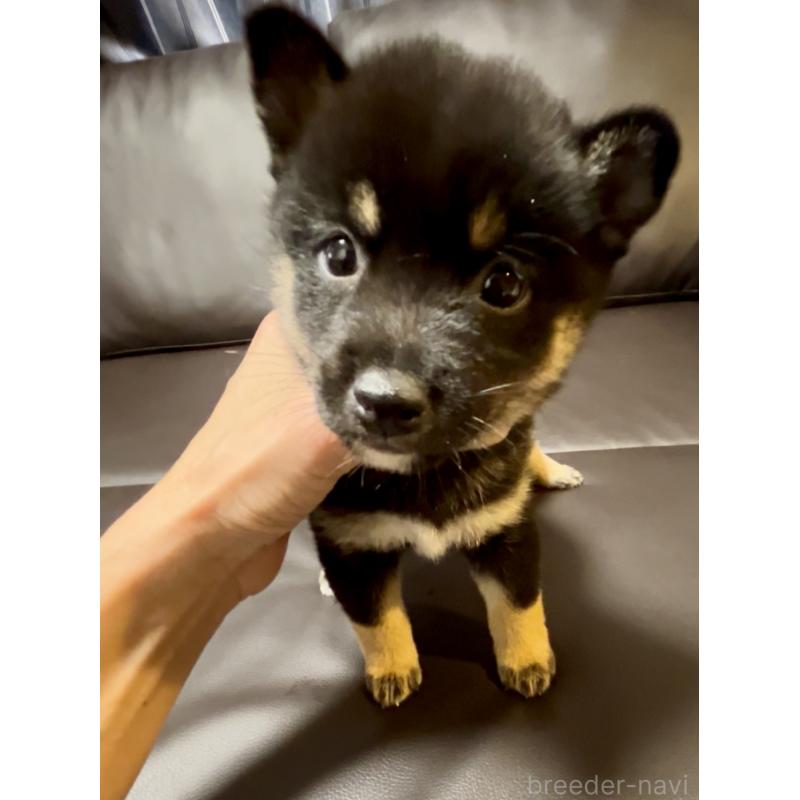 販売中の奈良県の豆柴-424906の10枚目