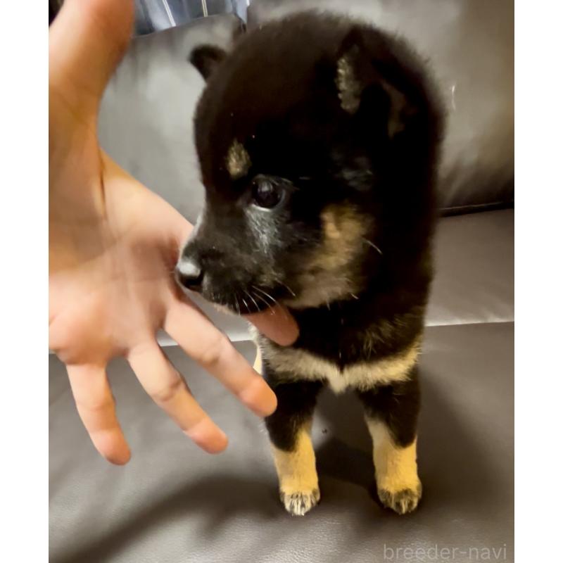 販売中の奈良県の豆柴-424906の9枚目