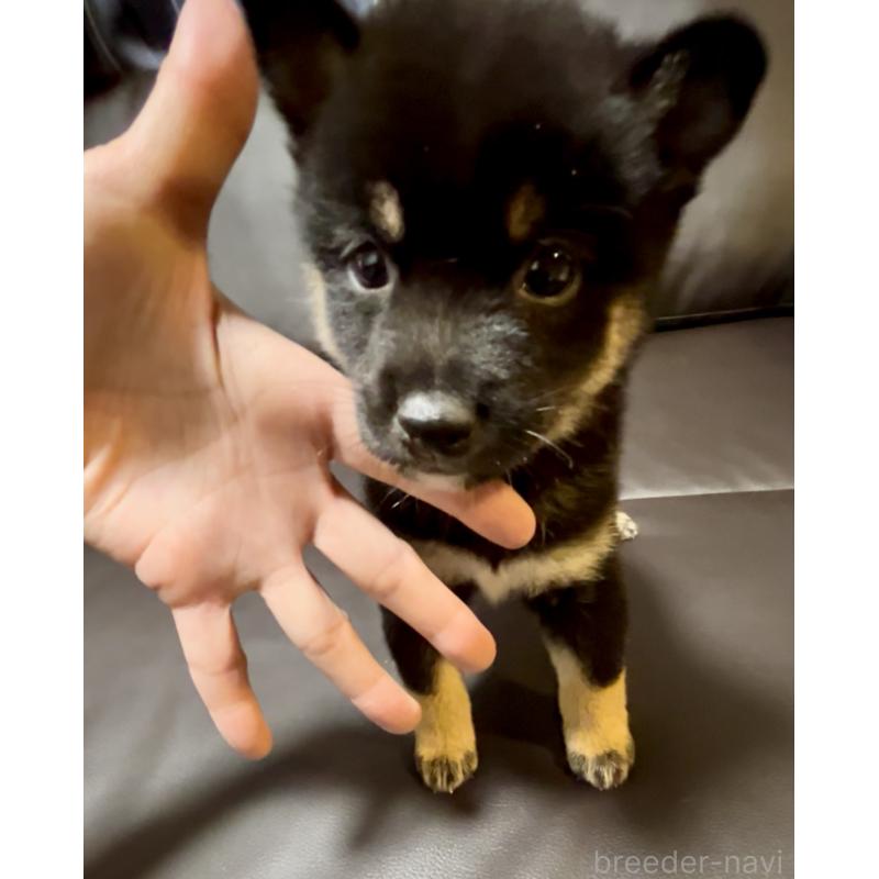 販売中の奈良県の豆柴-424906の1枚目