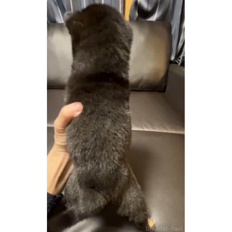 販売中の奈良県の豆柴-424906の8枚目