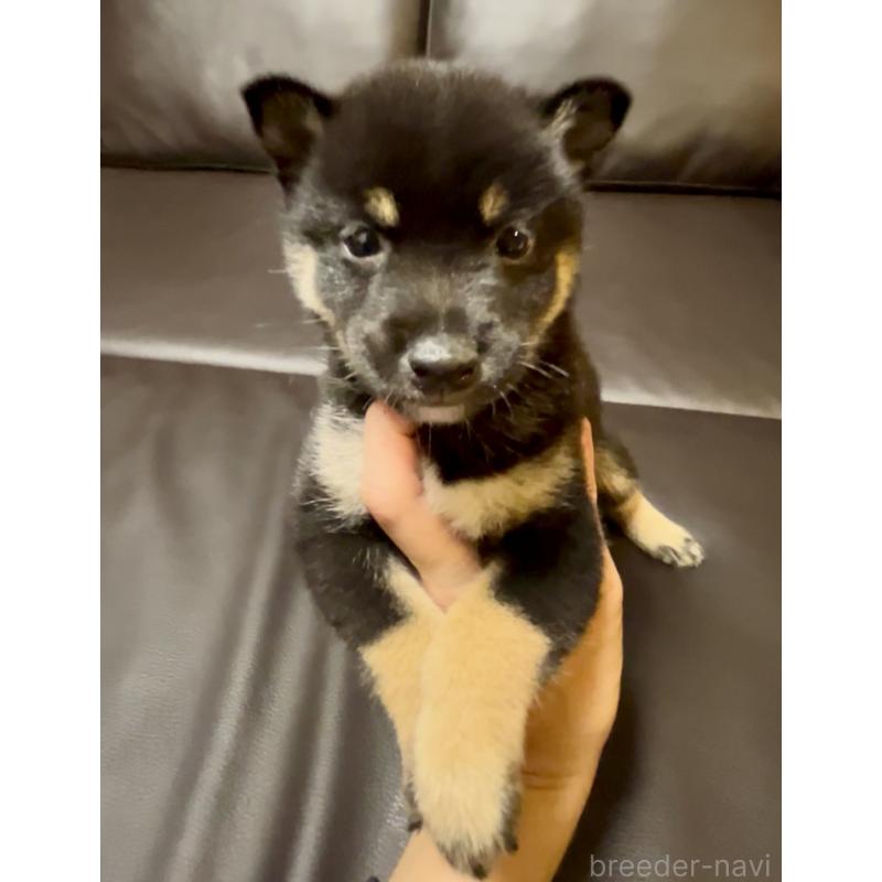 販売中の奈良県の豆柴-424906の7枚目