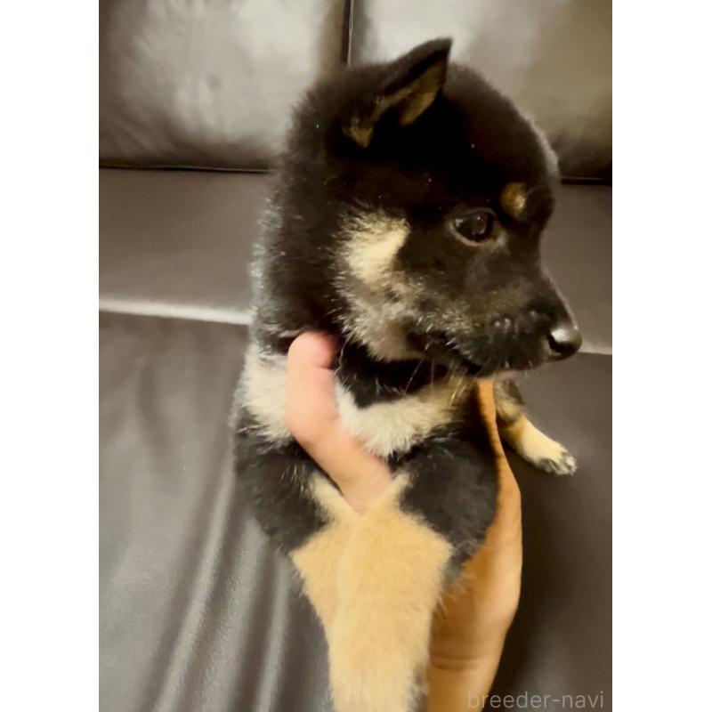 販売中の奈良県の豆柴-424906の6枚目