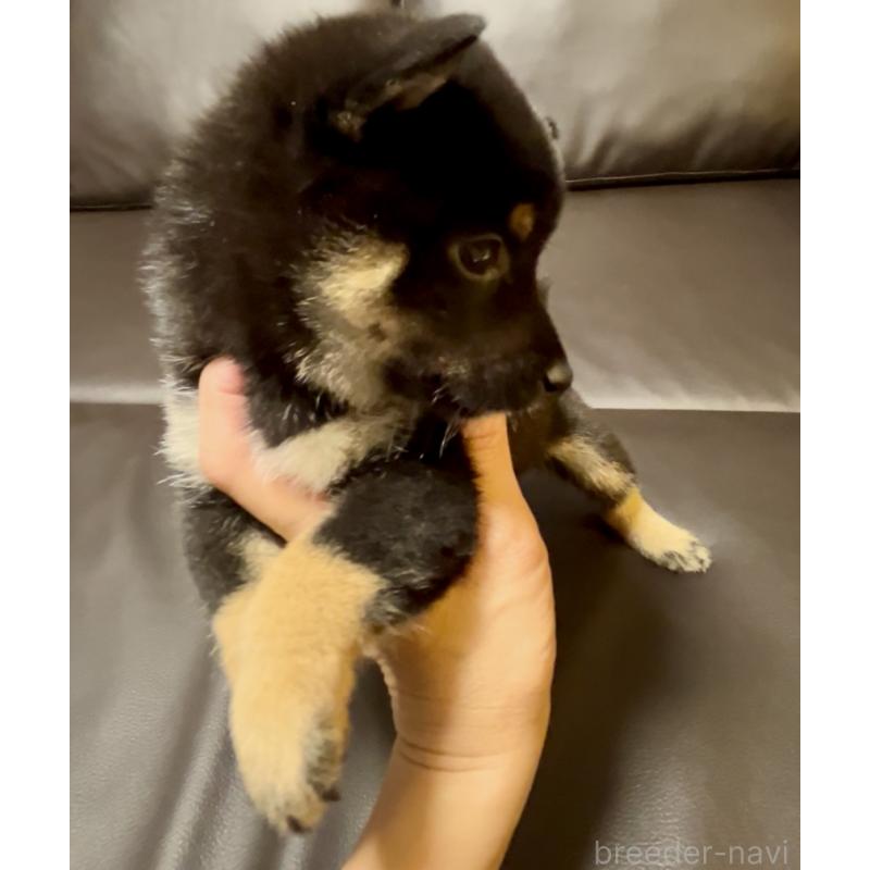 販売中の奈良県の豆柴-424906の5枚目