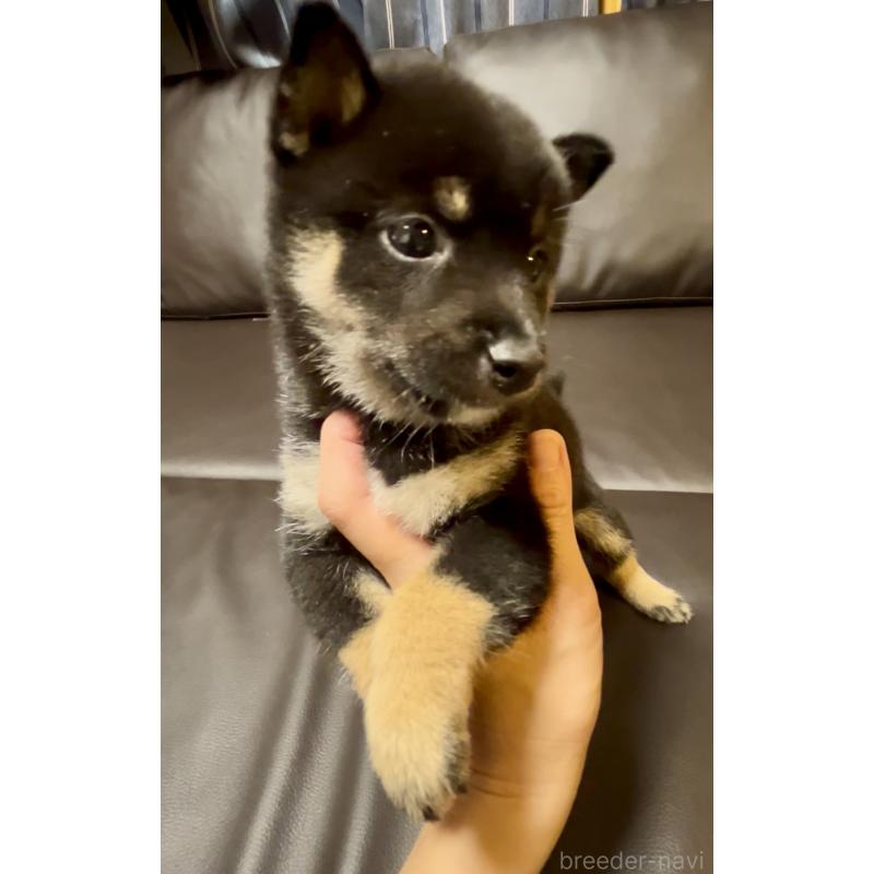 販売中の奈良県の豆柴-424906の4枚目