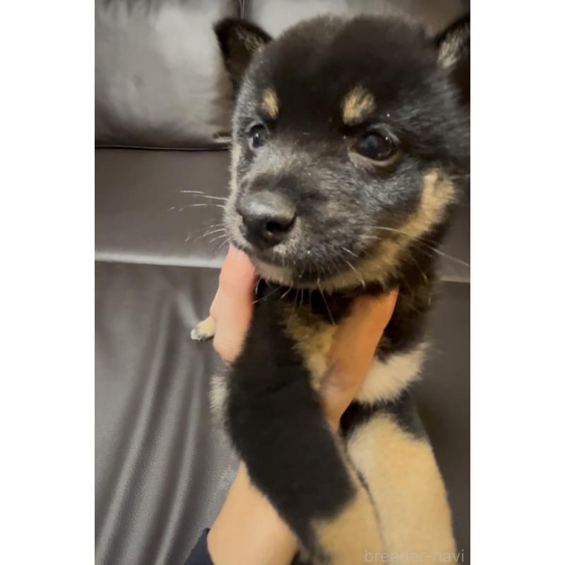 販売中の奈良県の豆柴-424906の3枚目