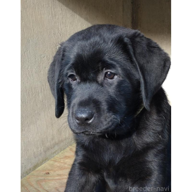 販売中の北海道のラブラドールレトリーバー-422915の2枚目
