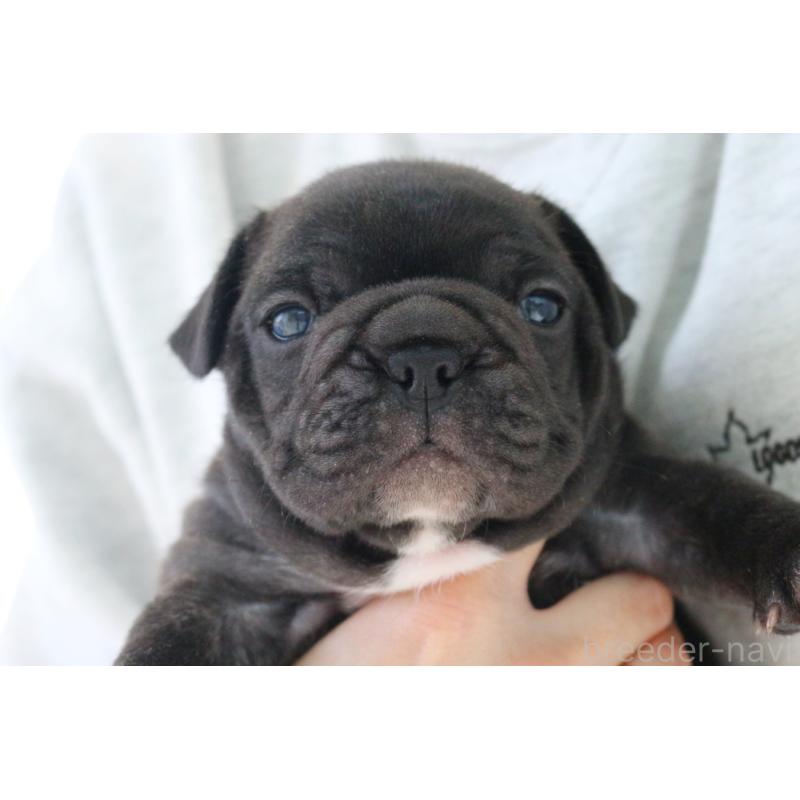 販売中の京都府のフレンチブルドッグ-424905