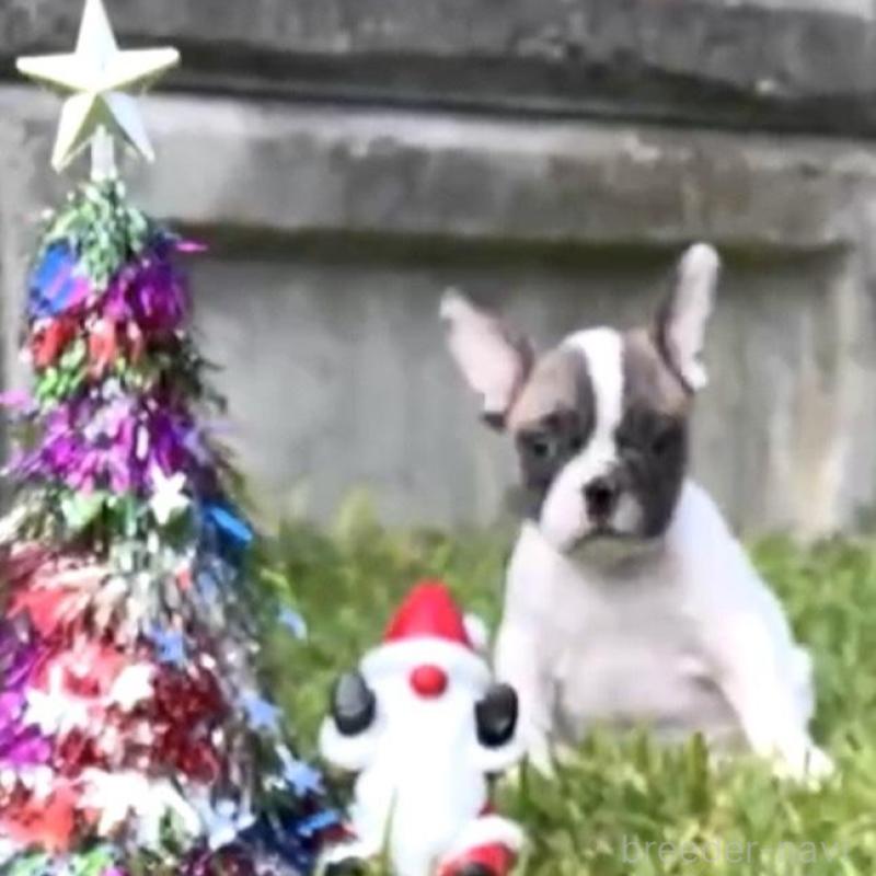 販売中の沖縄県のフレンチブルドッグ-423850