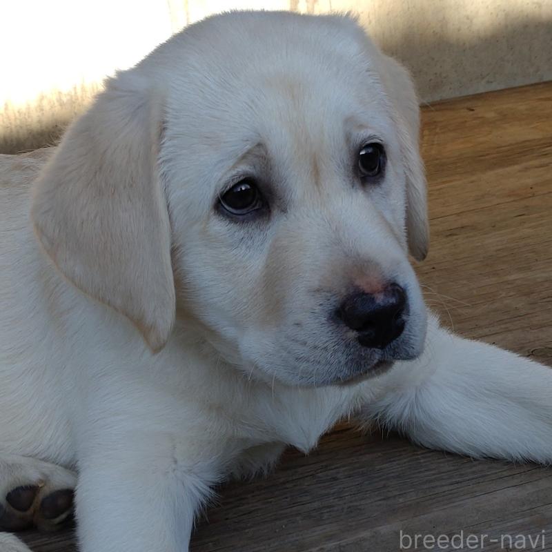 販売中の北海道のラブラドールレトリーバー-422933