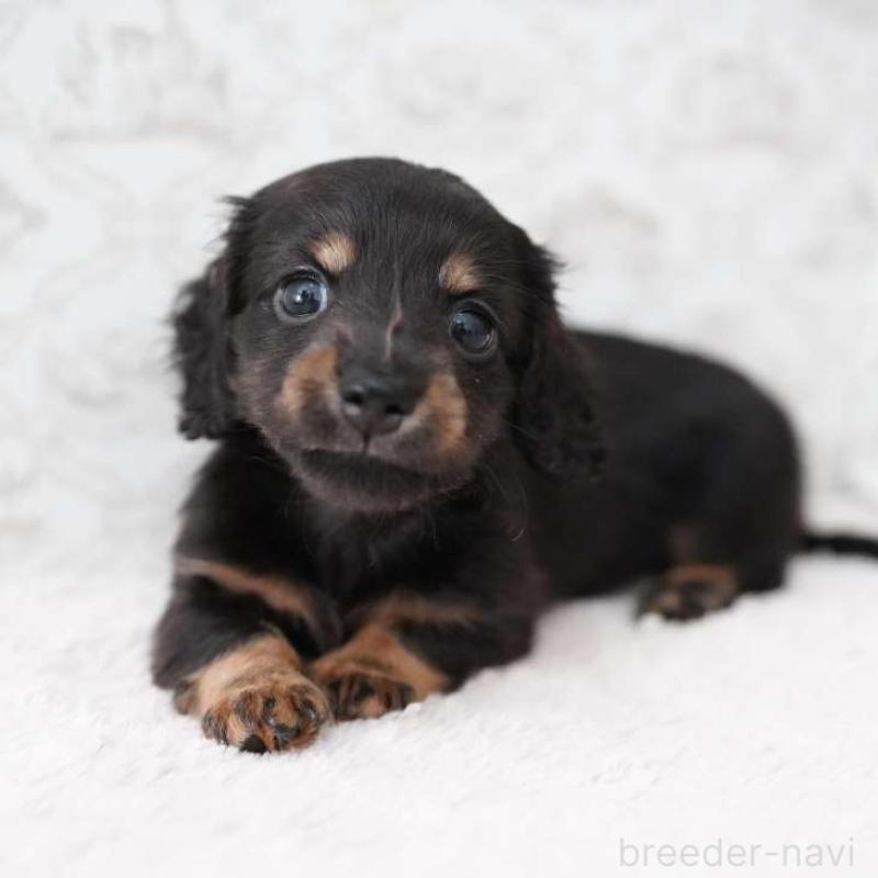 販売中の埼玉県のカニンヘンダックスフンド(ロングヘアード)-424907