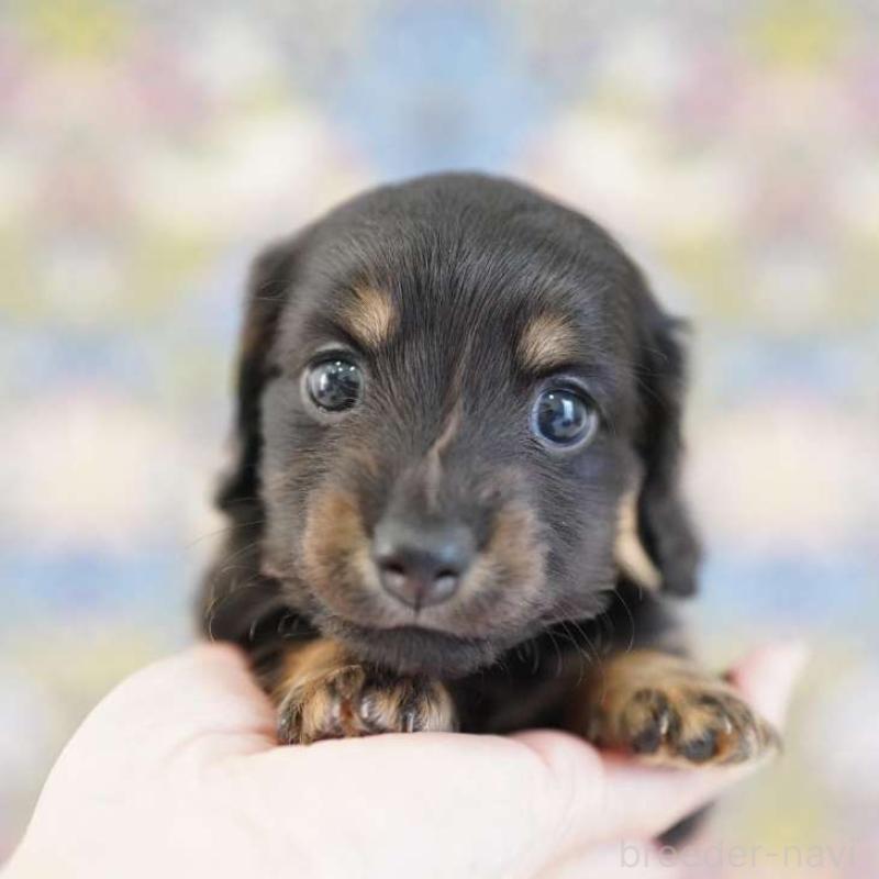 販売中の埼玉県のカニンヘンダックスフンド(ロングヘアード)-424907の7枚目