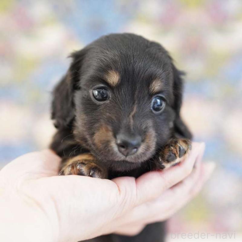 販売中の埼玉県のカニンヘンダックスフンド(ロングヘアード)-424907の6枚目