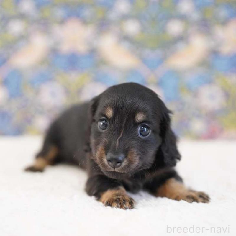 販売中の埼玉県のカニンヘンダックスフンド(ロングヘアード)-424907の4枚目