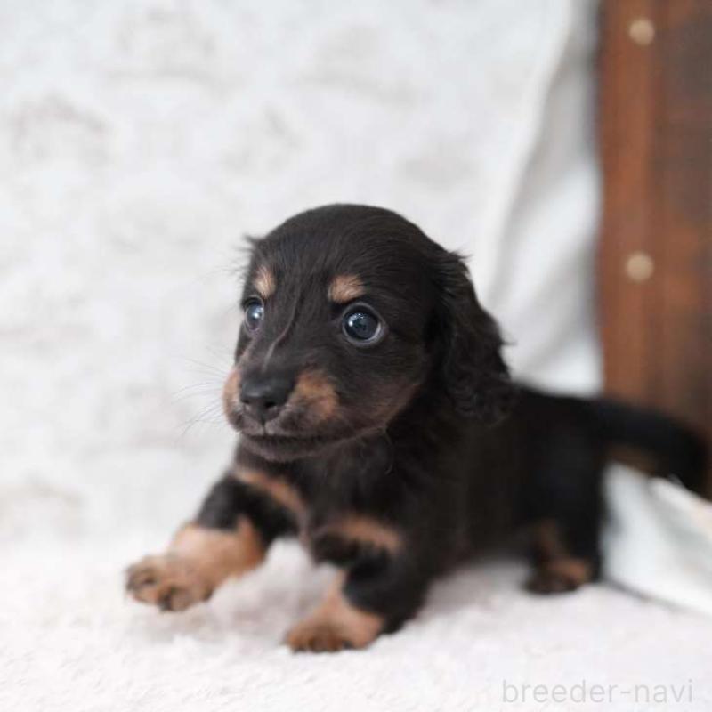 販売中の埼玉県のカニンヘンダックスフンド(ロングヘアード)-424907の5枚目