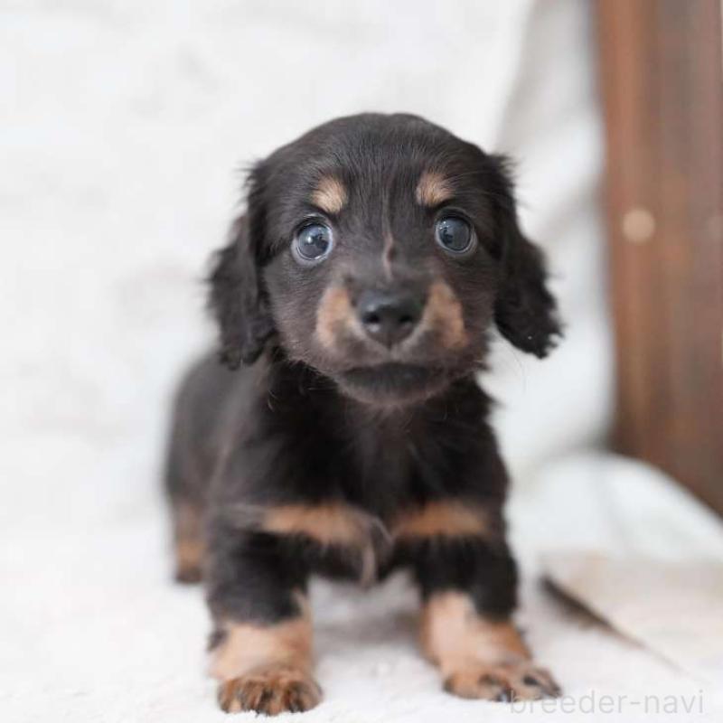 販売中の埼玉県のカニンヘンダックスフンド(ロングヘアード)-424907の3枚目