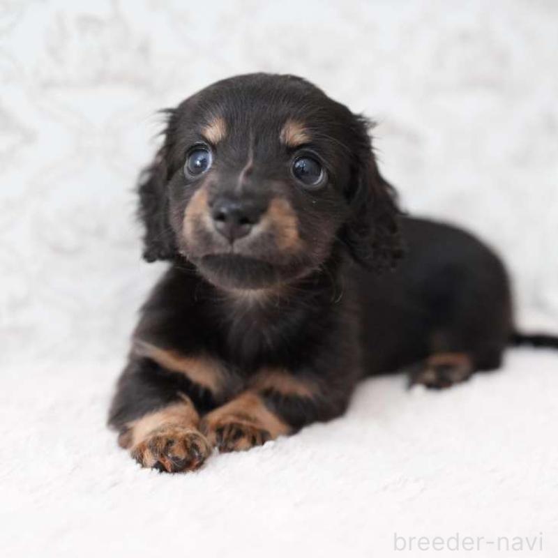 販売中の埼玉県のカニンヘンダックスフンド(ロングヘアード)-424907の2枚目