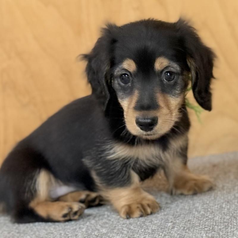 販売中の埼玉県のミニチュアダックスフンド(ロングヘアード)-423535