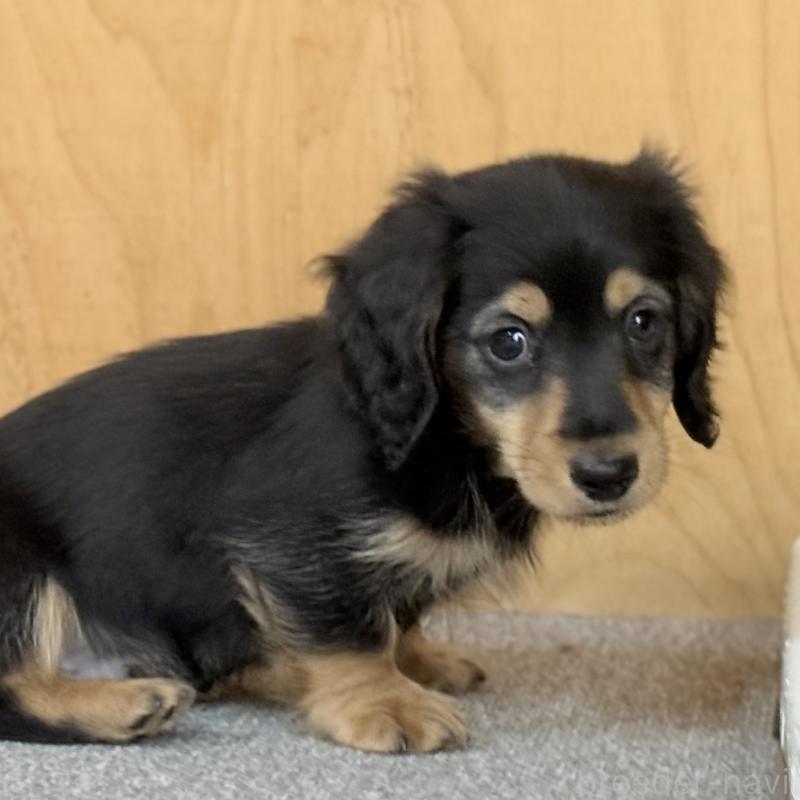 販売中の埼玉県のミニチュアダックスフンド(ロングヘアード)-423535の10枚目