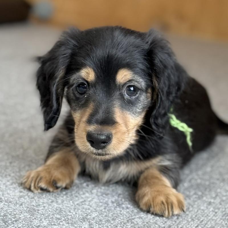 販売中の埼玉県のミニチュアダックスフンド(ロングヘアード)-423535の9枚目