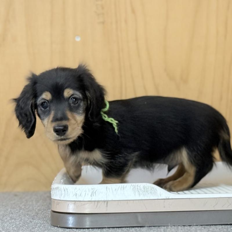 販売中の埼玉県のミニチュアダックスフンド(ロングヘアード)-423535の8枚目