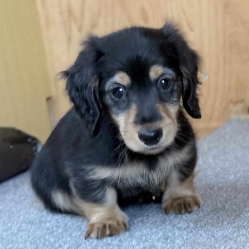 販売中の埼玉県のミニチュアダックスフンド(ロングヘアード)-423535の7枚目