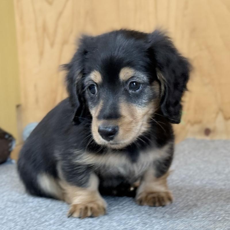 販売中の埼玉県のミニチュアダックスフンド(ロングヘアード)-423535の6枚目