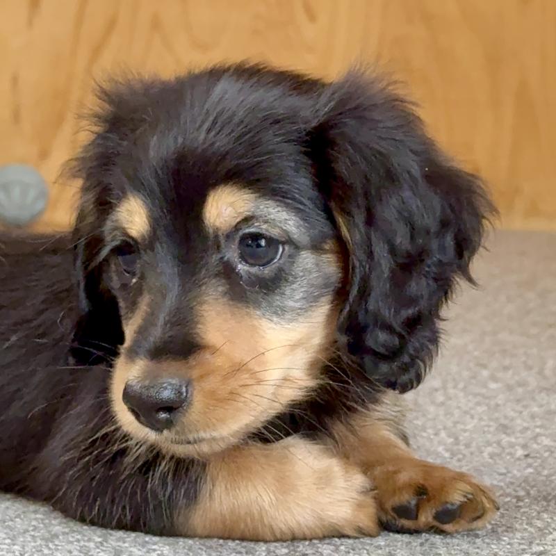 販売中の埼玉県のミニチュアダックスフンド(ロングヘアード)-423535の5枚目